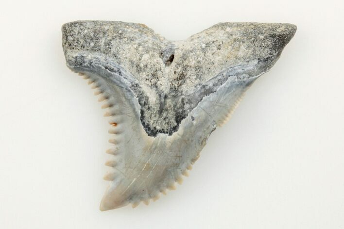 Snaggletooth Shark (Hemipristis) Tooth - Aurora, NC #201843